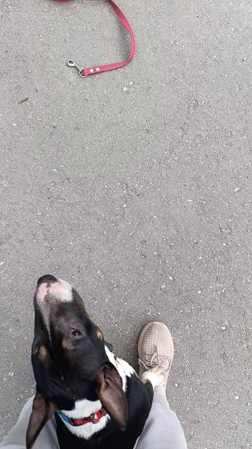 команда домик