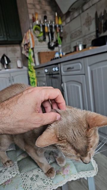 Мексиканский тушкан котэ симбасик