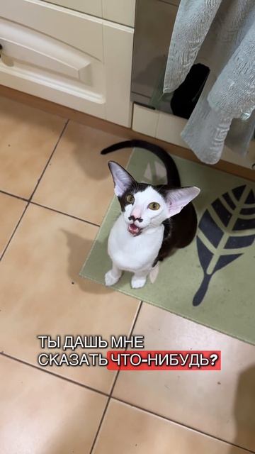 Ориентиальные коты много кричат