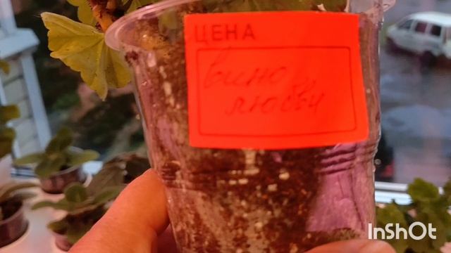 загадила всю кухню 😂😂пересадка новинок, что купила! новые сорта пеларгоний 😎!радости полные штаны