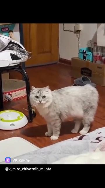 Игрушка для кошек