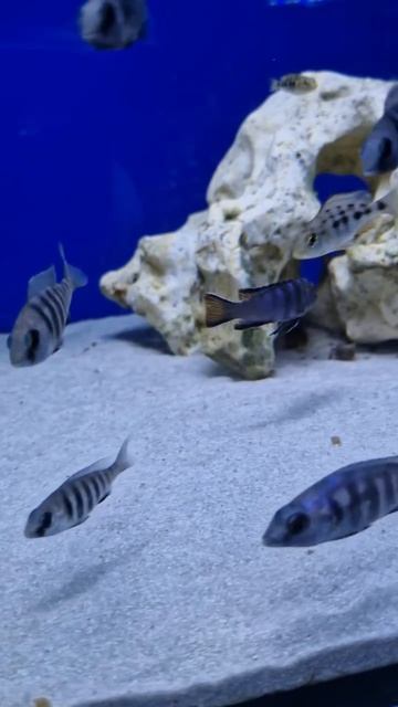 Псевдотрофеус элонгатус Pseudotropheus elongates