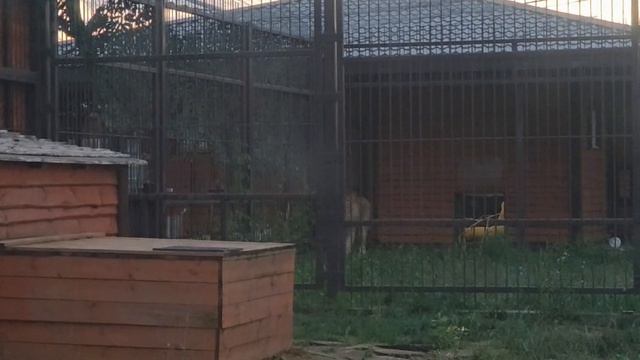 PZEX6169_21.08.2026-Видео от Светланы