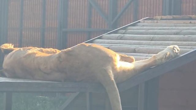 KWOR7951_21.08.2026-Видео от Светланы