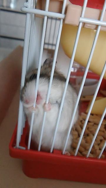 Кот и мышь