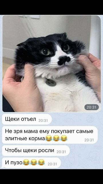 Мем про котяру
