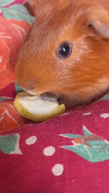 милота