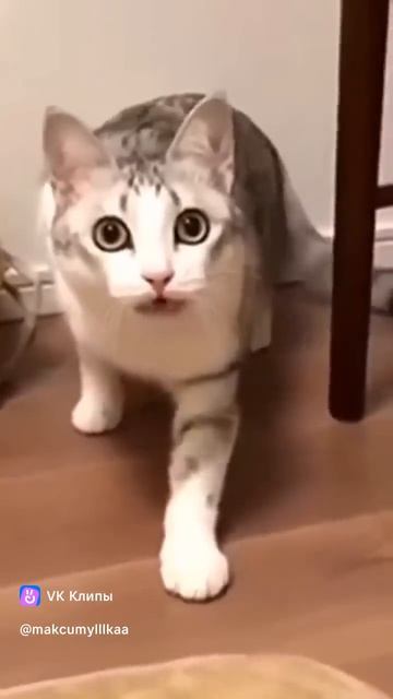 отдай моё молоко.mp4