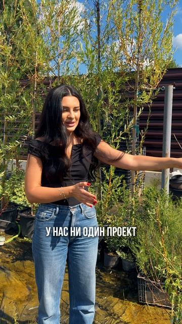 ТОП сортов ивы для любого сада  ландшафт