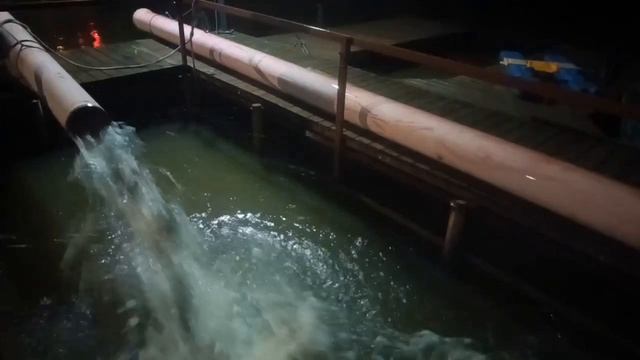 зарыбление водоёма карпом в количестве 1500 кг