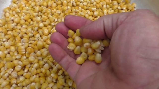 Зерна запеченной кукурузы для заморозки
