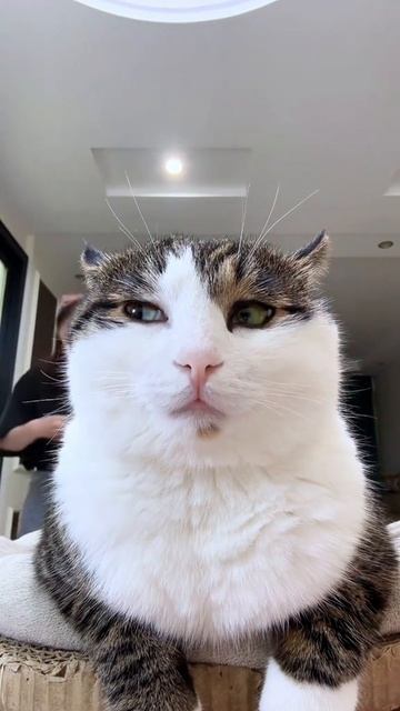 Коты