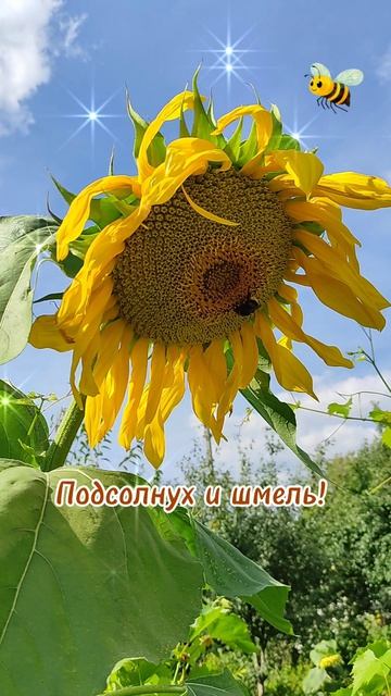 Подсолнух и шмель!