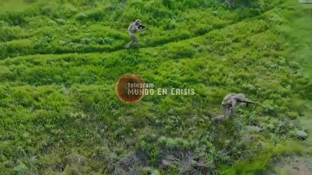 mercenaria Colombiana