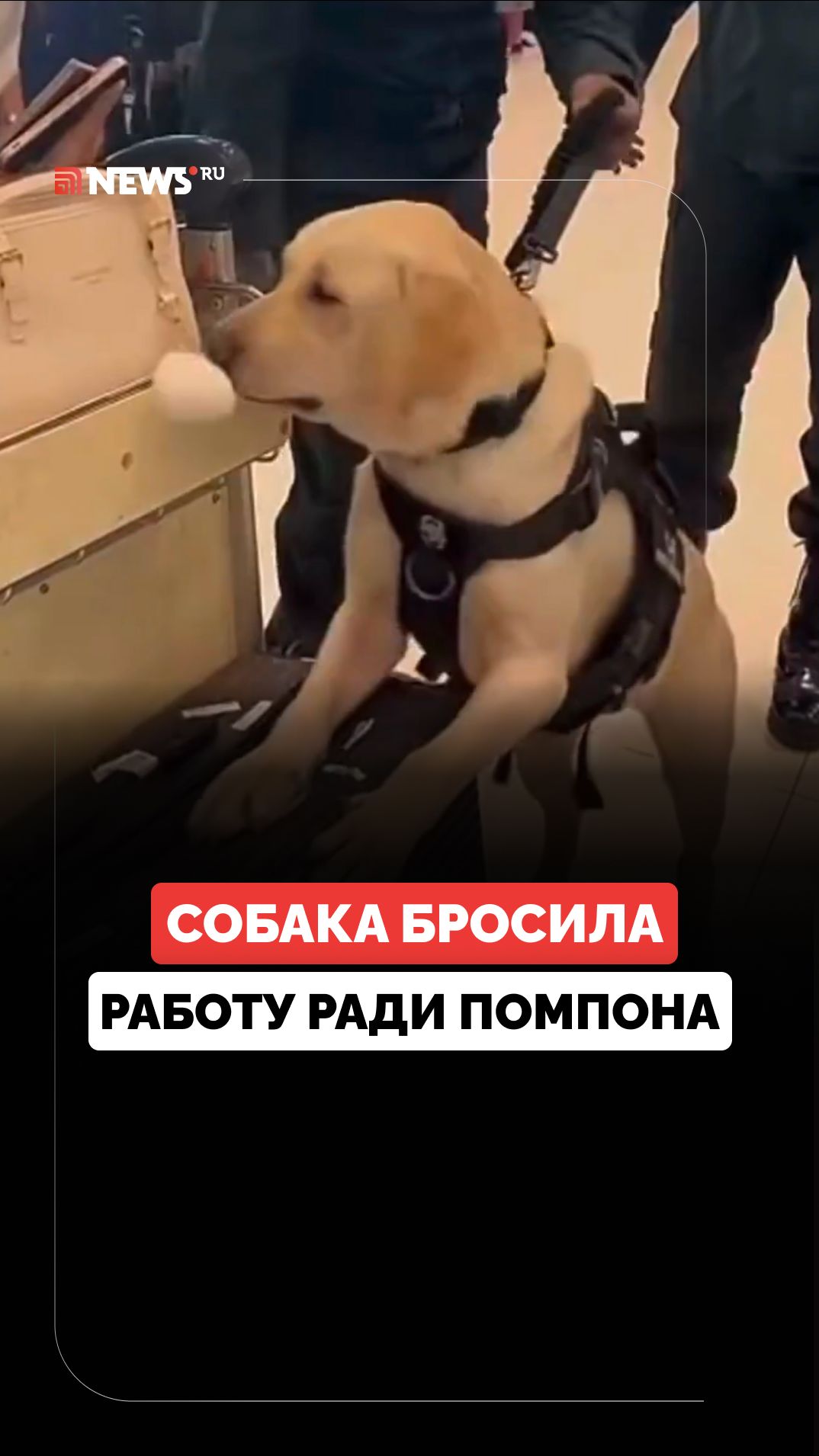 Помпон оказался важнее работы: служебная собака сорвала досмотр в аэропорту Таиланда