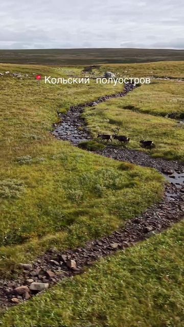 Кольский продолжает удивлять 