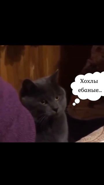 юмор юморвленту территорияюморамемы мемодел мемищеприколы прикол шуткасмех смехдос