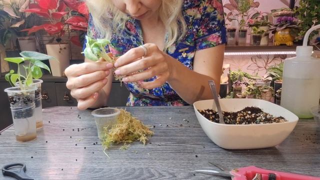 Пересадка клонов на фитиль новиночки.
