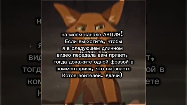 Акция! коты воители