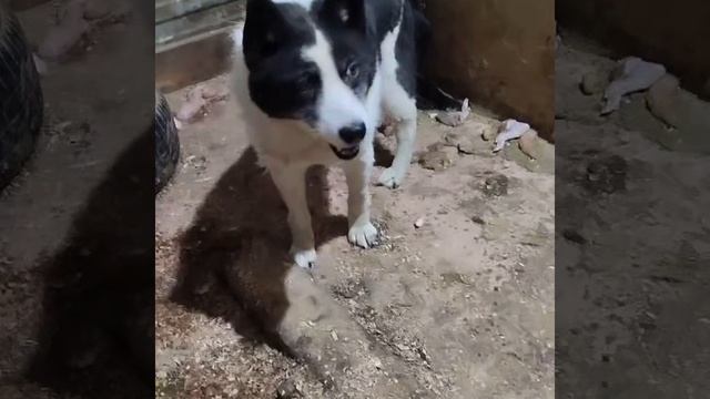 Уфа, Башкирия
Попали в отлов вот  такие собаки!😰Добрые и ласковые 
Пожалуйста, сделайте репост🙏