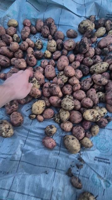 наш урожай