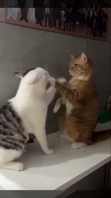 коты