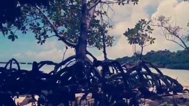 Для прохрждения новой стадии необходимо пробраться через деревья в солёной воде 