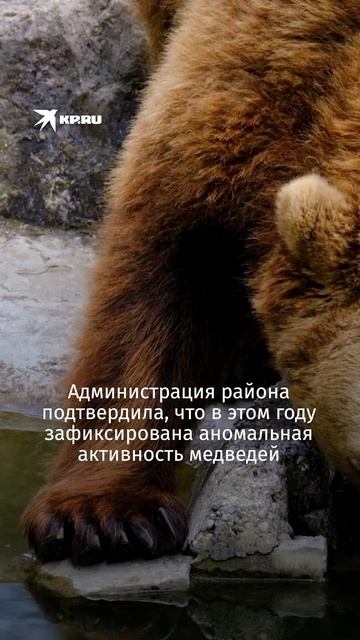 Медведь растерзал туристку на Алтае