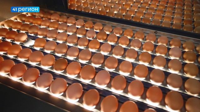ПОЧТИ В 11 РАЗ ВЫРОСЛО ПРОИЗВОДСТВО ЯИЦ НА КАМЧАТКЕ  НОВОСТИ КАМЧАТКИ