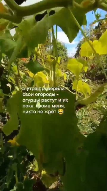 20 августа огород уже с осенним вайбом