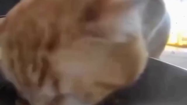 радостный котик