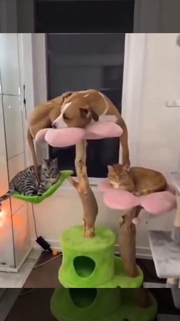 хахахах