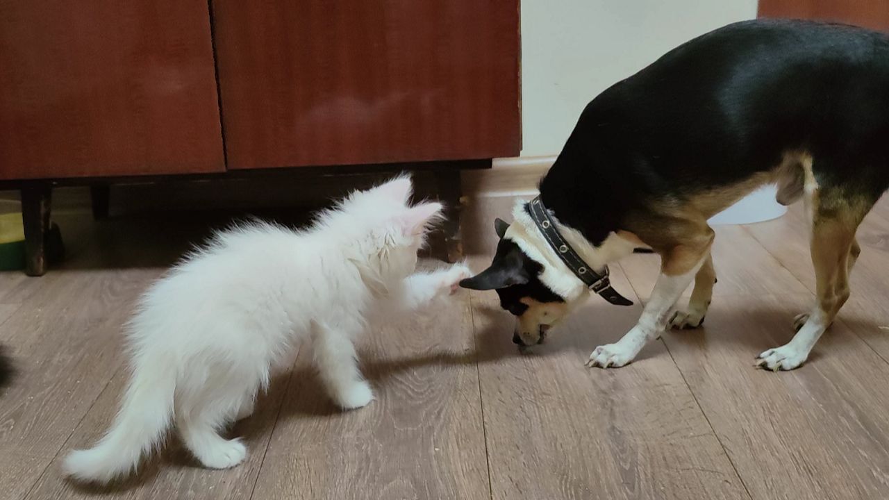Котенок Микки играет с собакой.