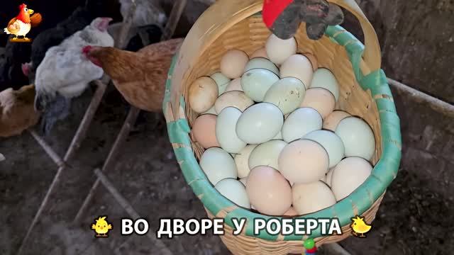 Содержание кур в домашних условиях и других птиц во дворе у Роберта  588
