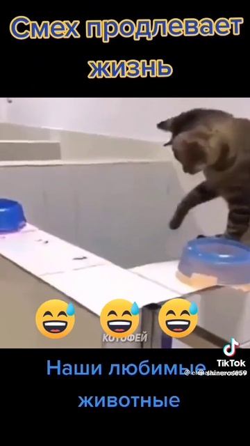 Эх наши кошки 