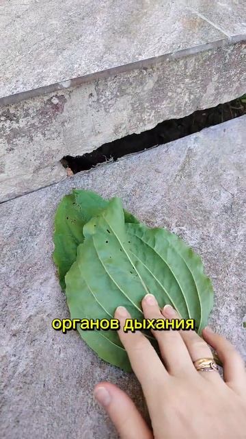МЫ ЕГО ТОПЧЕМ А ОНО НАС ЛЕЧИТ?!!   ЖИТЬ ЗДОРОВО 