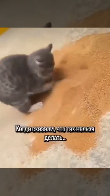 Кот суетолог - горе в семье 