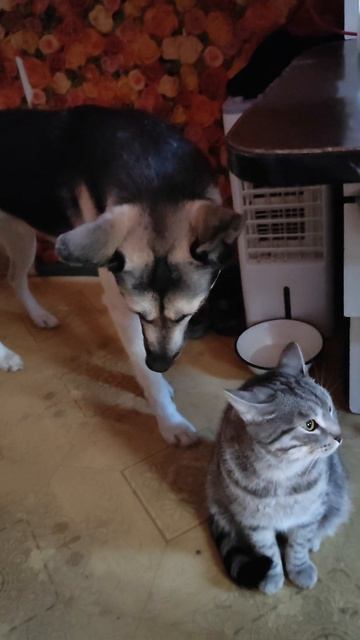 кошка собака