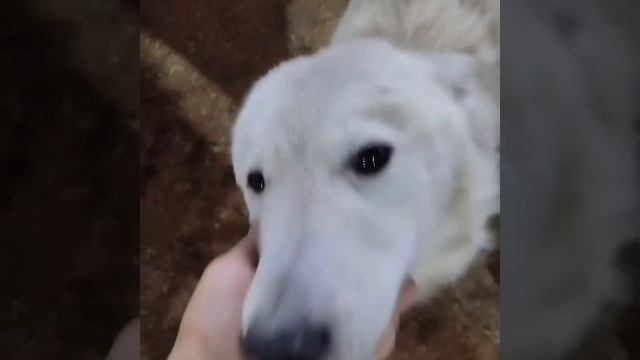 Уфа, Башкирия
Попали в отлов вот  такие собаки!😰Добрые и ласковые 
Пожалуйста, сделайте репост🙏
