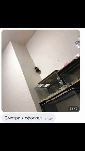 Мем про хомяка