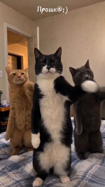 3 котад : 2 часть