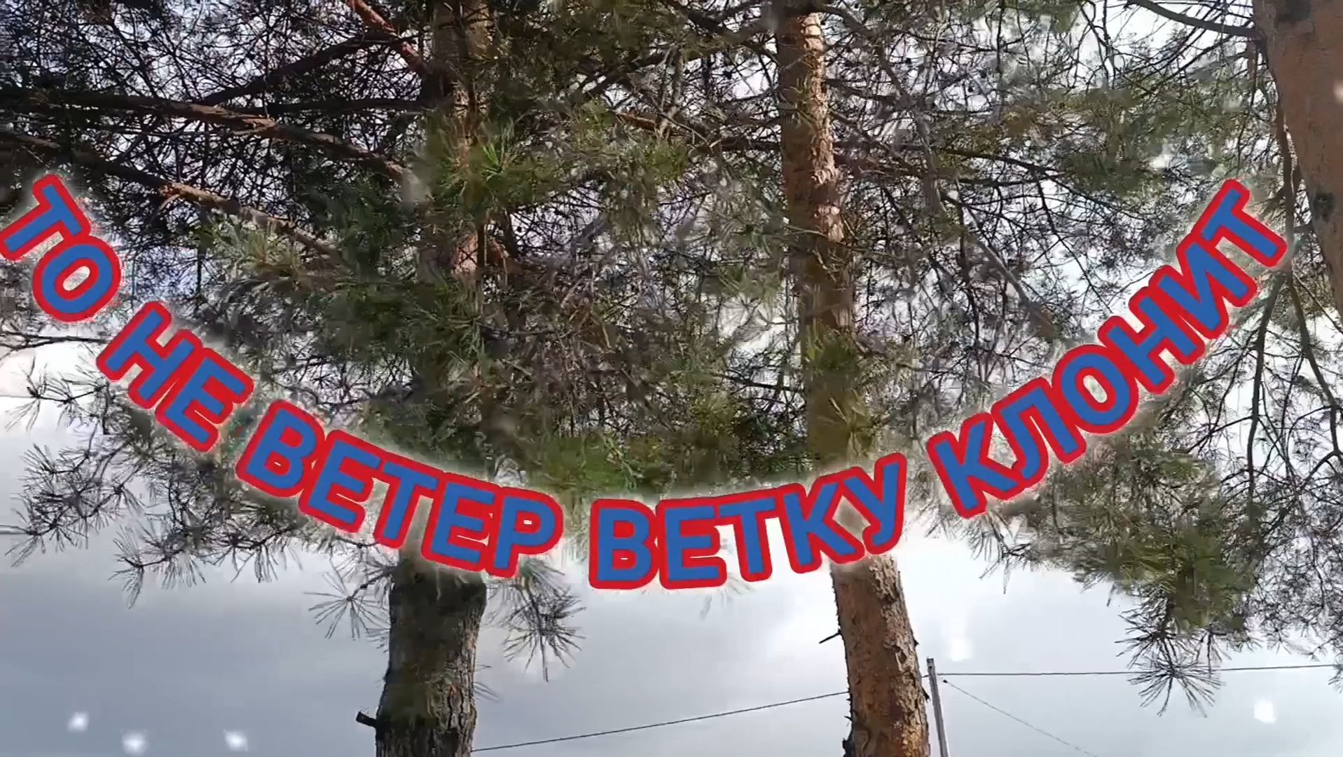 ТО НЕ ВЕТЕР ВЕТКУ КЛОНИТ...