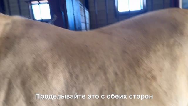 Аускультация кишечника у лошадей