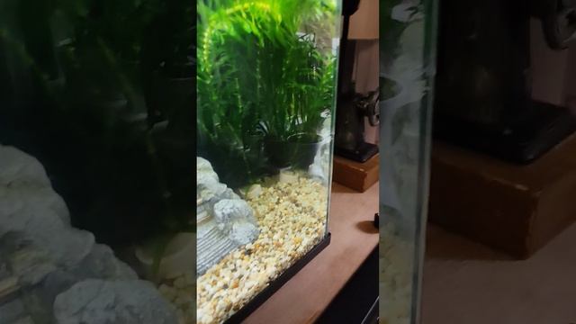 Мои первые рыбки часть 2.