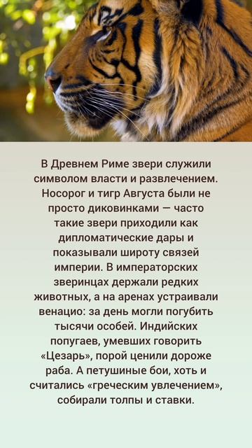 Животные на потеху: как Рим превращал зверей в зрелище 