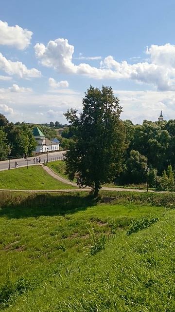 липа вековая в Суздале