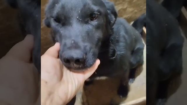 Уфа, Башкирия
Попали в отлов вот  такие собаки!😰Добрые и ласковые 
Пожалуйста, сделайте репост🙏