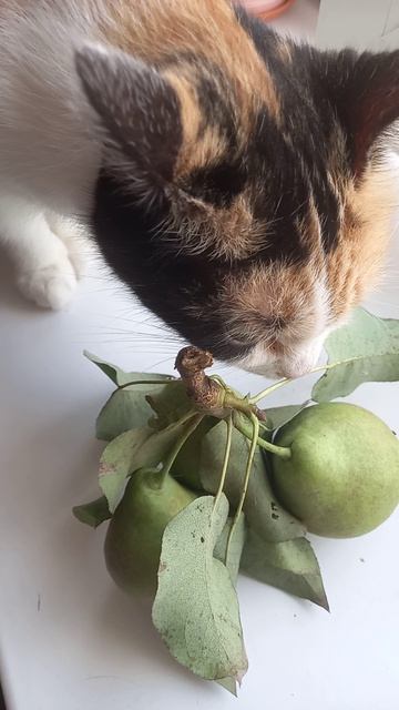 Кошка нюхает груши большие Прикол
