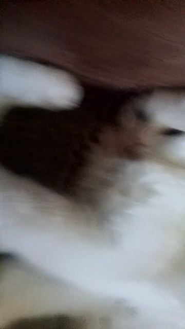 котики