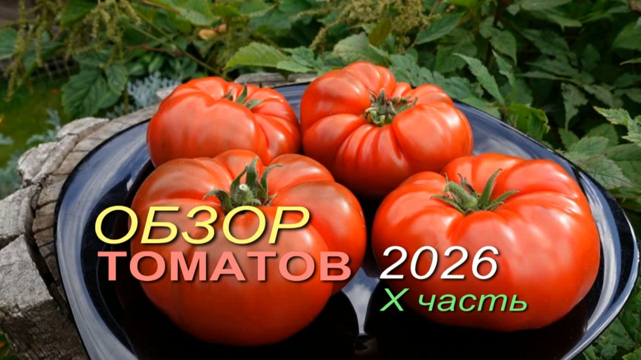 Обзор коллекционных сортов ТОМАТОВ сезона 2026  X часть